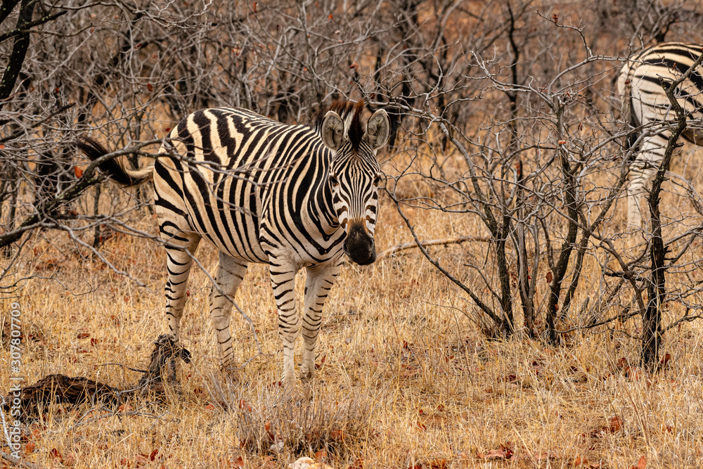 Obraz premium Sout Africa