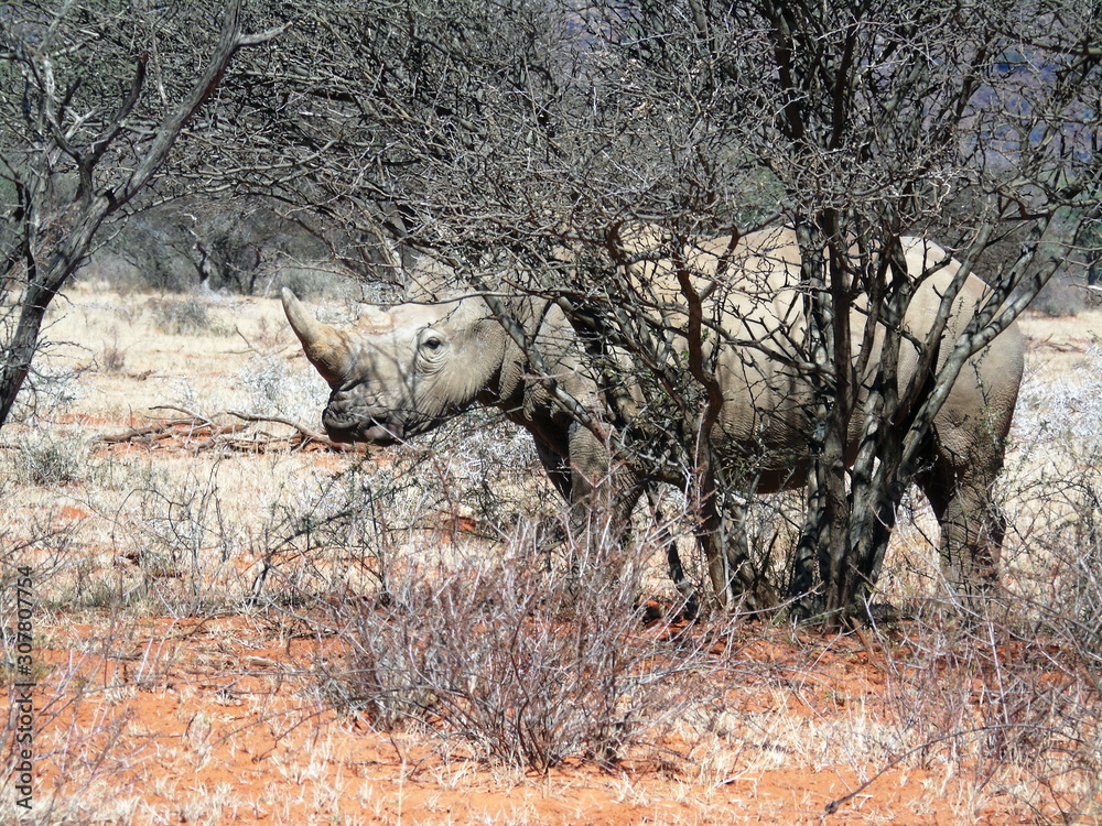 Fototapeta premium White rhino in Mokala NP