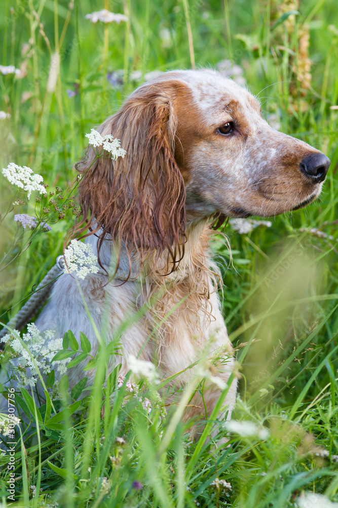 hunting spaniel sitting in the thick long grass