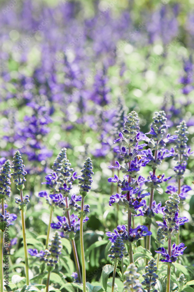 Fototapeta premium Fresh blue salvia flower in the garden