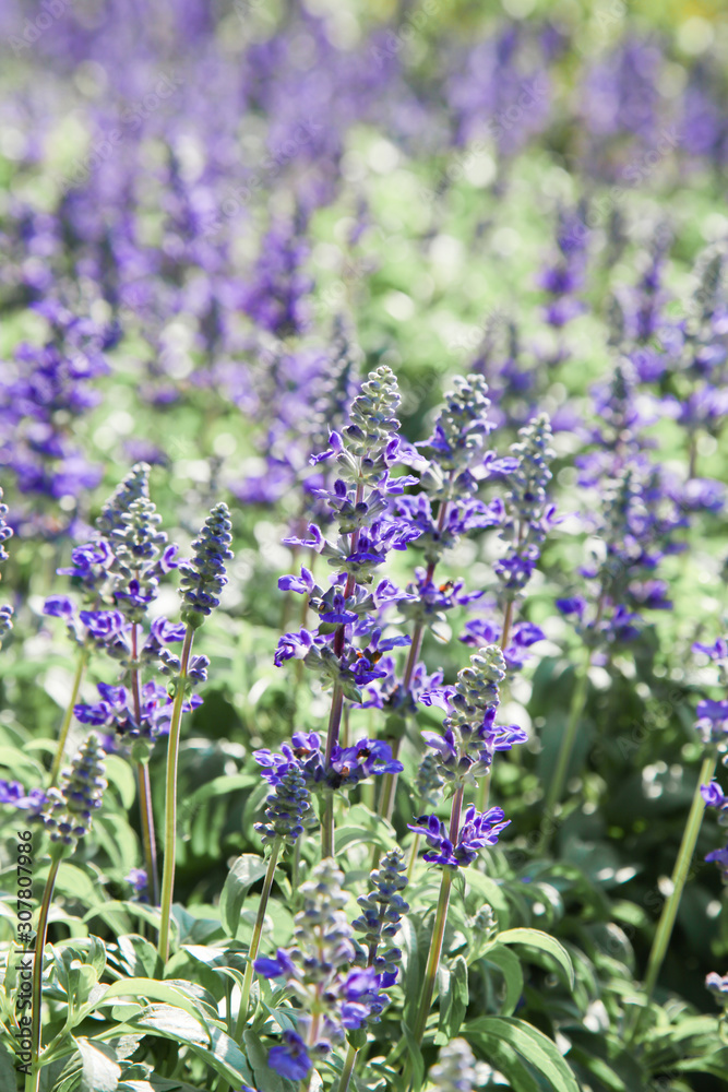 Obraz premium Fresh blue salvia flower in the garden