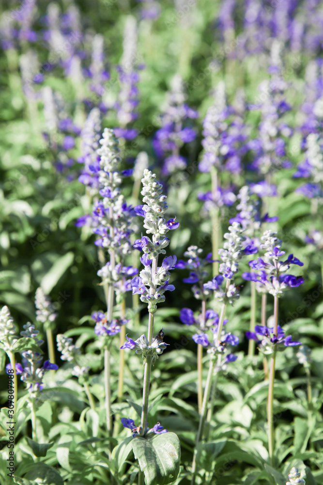 Obraz premium Fresh blue salvia flower in the garden