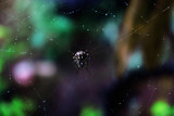 Black spider in web