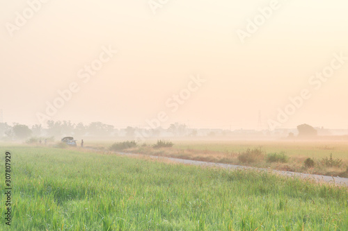 rural landscape with wheat field