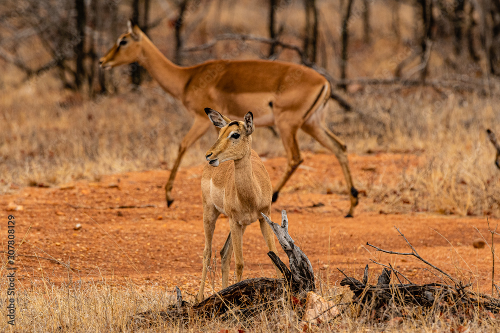 Fototapeta premium South Africa