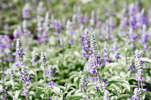 Fresh blue salvia flower in the garden