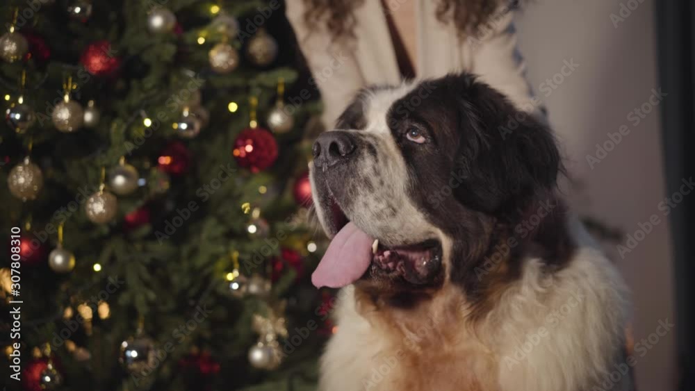 Big dog looking away with tongue out. Beautiful Caucasian woman caressing and kissing her pet. Brunette girl decorating house for Christmas. Holidays, New Year's eve, celebration. Big dog looking away with tongue out. Beautiful Caucasian woman caressing and kissing her pet. Brunette girl decorating house for Christmas. Holidays, New Year's eve, celebration.