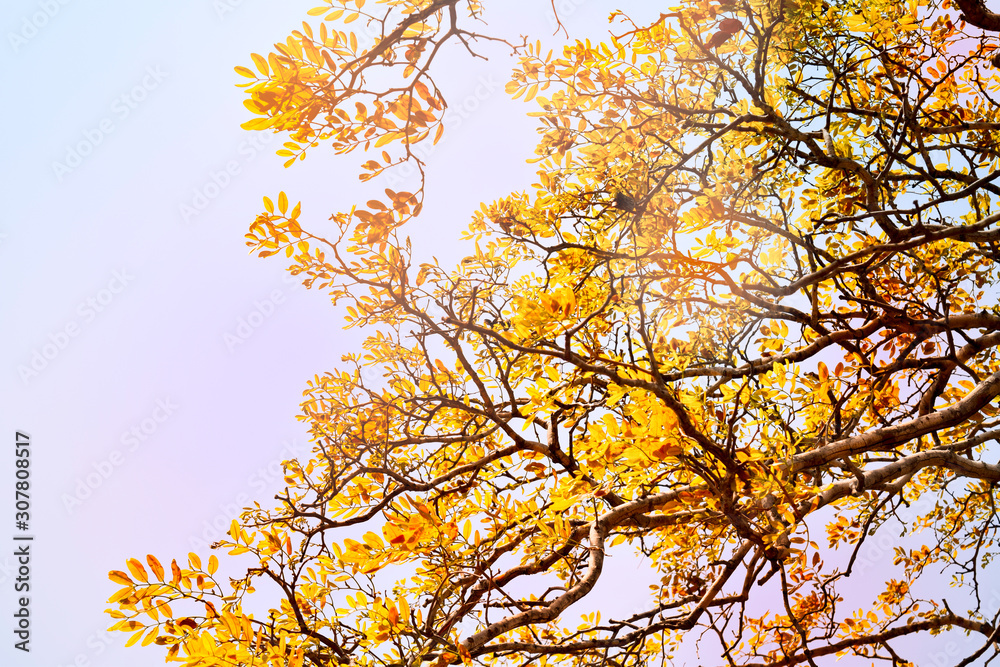 Soft focus, beautiful yellow tree background, beautiful sunshine and bright sunshine.