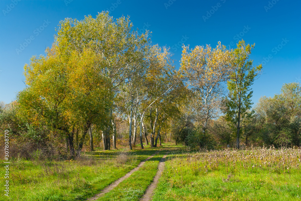 Country landscape with an earth road through meadow beside deciduous forest at sunny autumnal day