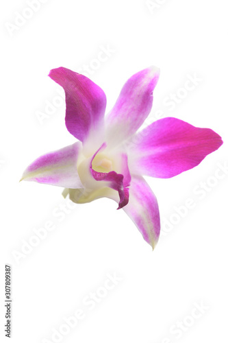 Purple White Orchid flowers blossom isolated on a white