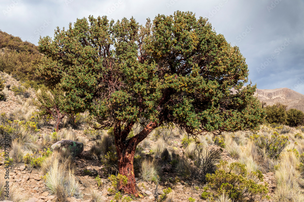 Polylepis tarapacana is tree that grows highest in altitude in the world. Sajama. Bolivia Polylepis tarapacana is tree that grows highest in altitude in the world. Sajama. Bolivia