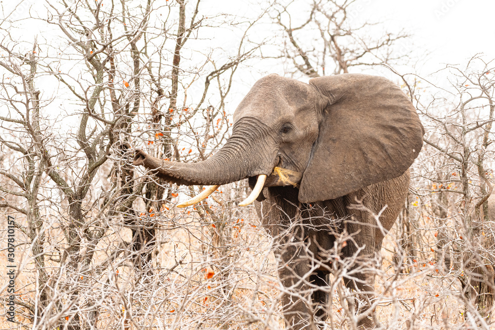 Fototapeta premium South Africa