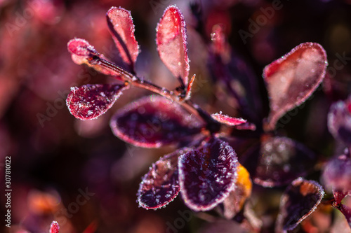 dark red bush leaves covered with hoarfrost on blurred background 