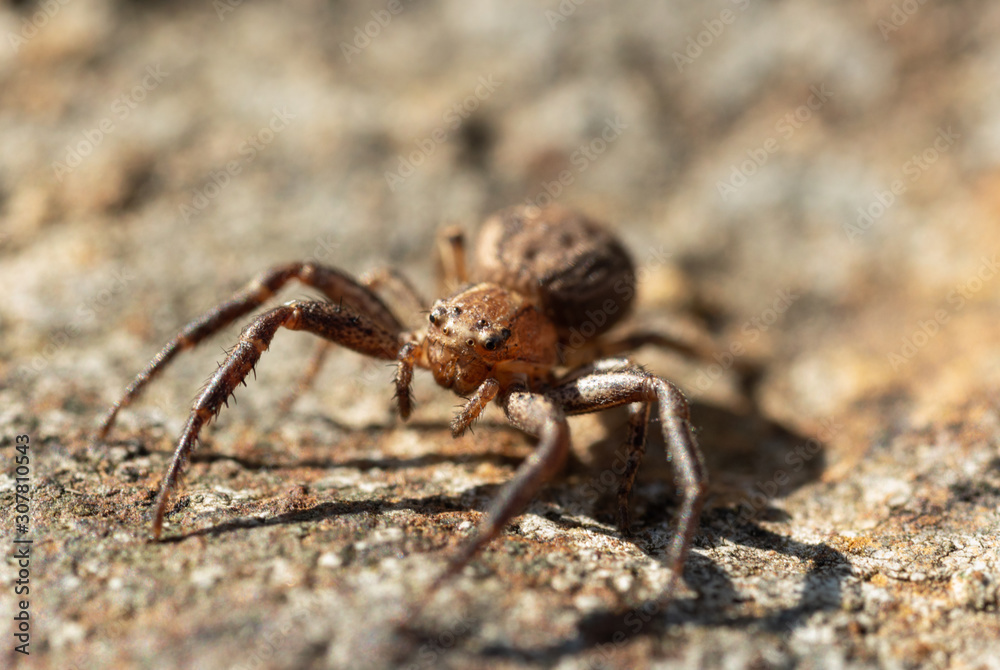 A macro of a small wolf spider on a rock in Sheffield, UK
