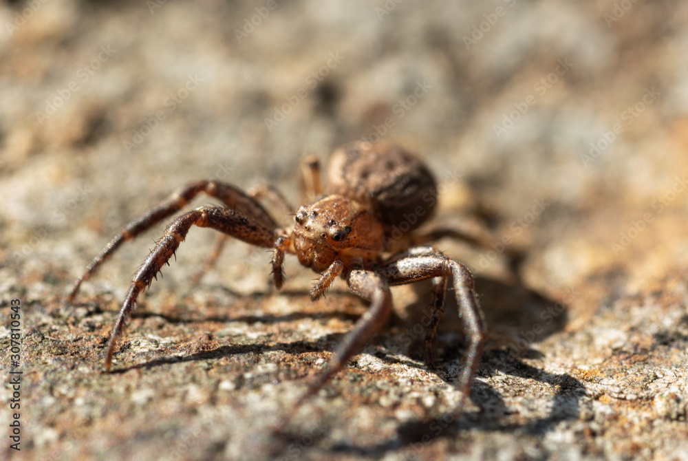 A macro of a small wolf spider on a rock in Sheffield, UK A macro of a small wolf spider on a rock in Sheffield, UK