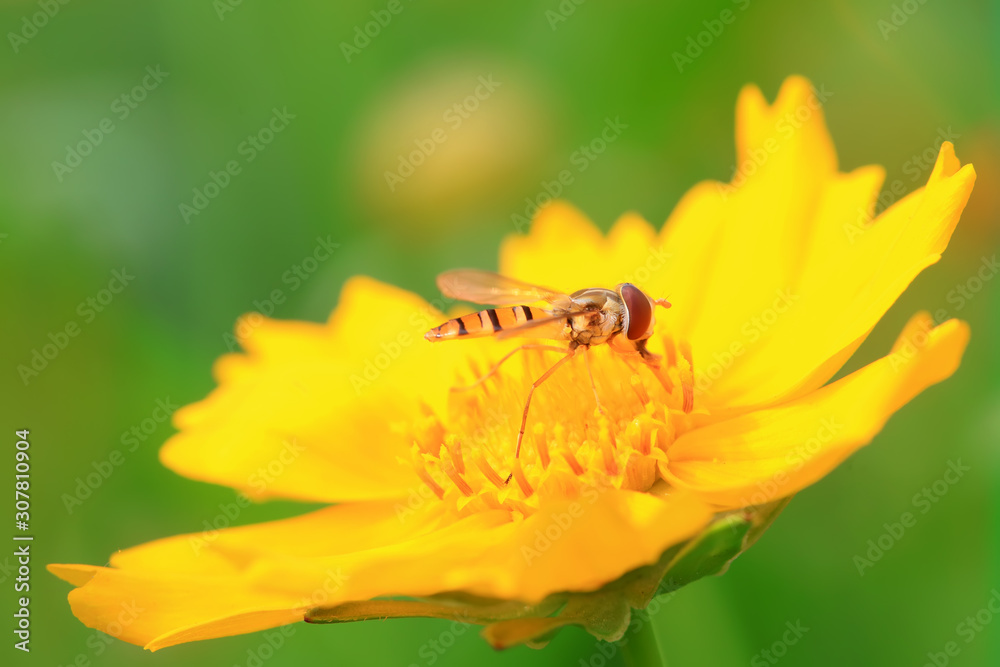 Syrphidae on plant in the wild Syrphidae on plant in the wild
