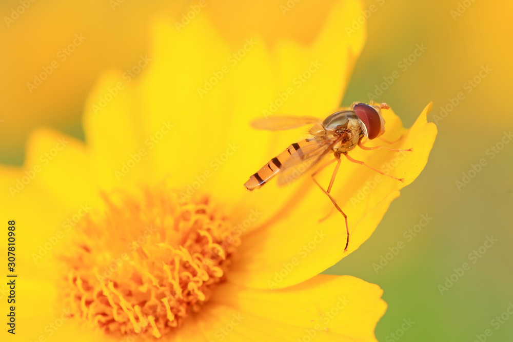 Syrphidae on plant in the wild Syrphidae on plant in the wild