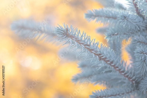 blue spruce branches on blurred background, close view 