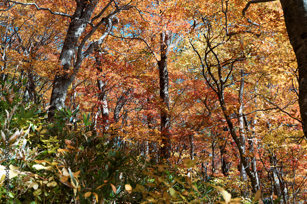 The autumn colors in Hachimantai The autumn colors in Hachimantai