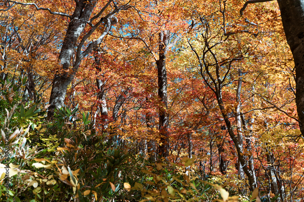 The autumn colors in Hachimantai