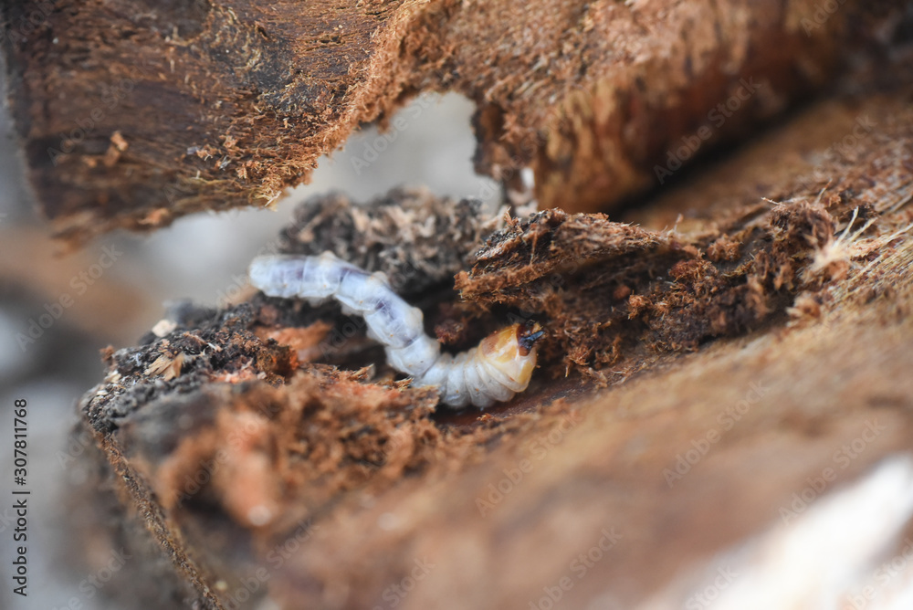 Fototapeta premium Wood worm make damage. Bark beetle larvae under the bark. Insect pest spoils material