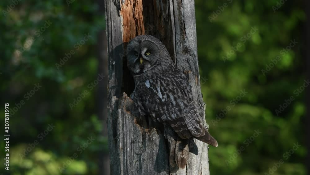 The Ural owl. Close up. Bird in nature habitat. Adult owl sitting on tree in hole nest. Ural owl in the nest inside of a broken tree trunk. Scientific name: Strix uralensis. The Ural owl. Close up. Bird in nature habitat. Adult owl sitting on tree in hole nest. Ural owl in the nest inside of a broken tree trunk. Scientific name: Strix uralensis.