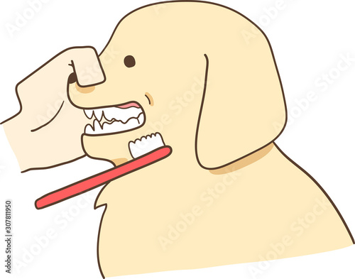 ゴールデンレトリバーの子犬（歯磨き）