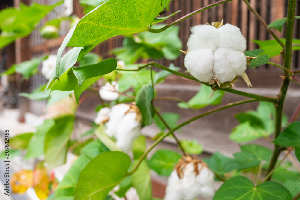 木綿 綿花 コットン Stock Photo Adobe Stock