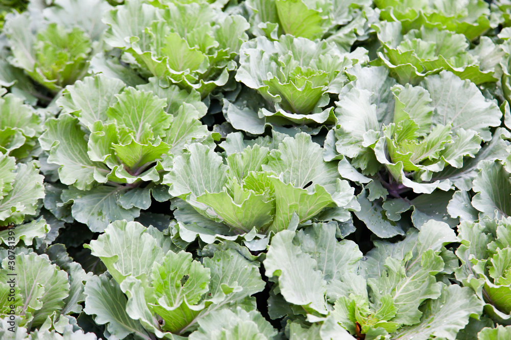 Big green cabbage in a farm garden Big green cabbage in a farm garden