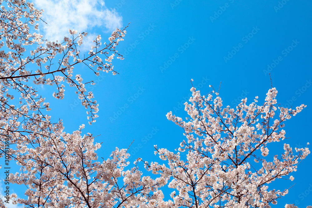 桜の花　サクラの花　さくらの花　満開の桜