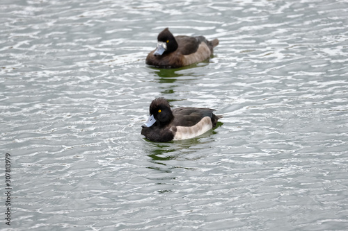tufted duck in water