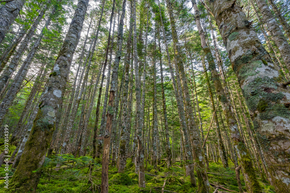 Obraz premium 八ヶ岳連峰の木々