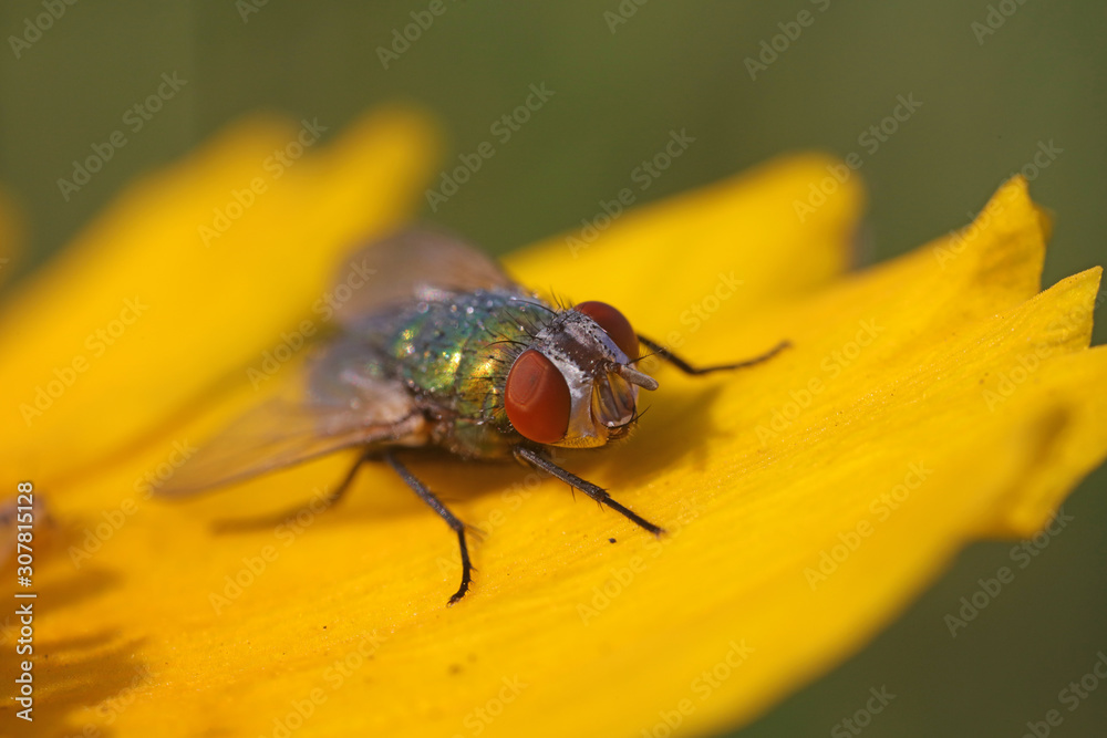 Naklejka premium Calliphora vicina