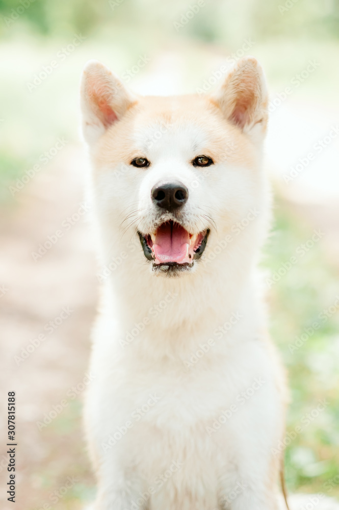 portrait of a bright dog in nature