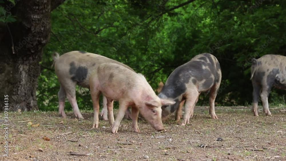 Little pigs eat in the field Little pigs eat in the field