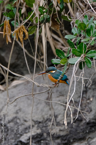 kingfisher in forest