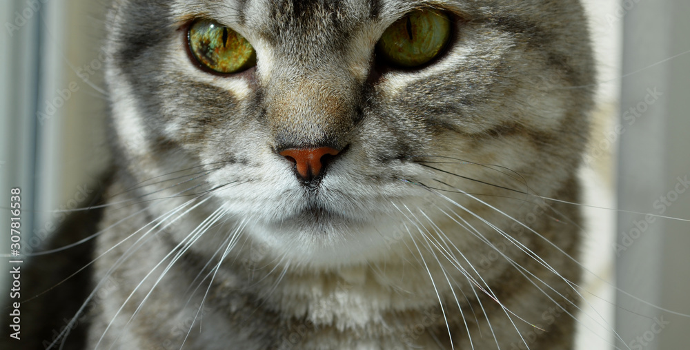 Portrait of a striped domestic Scottish cat with amber eyes 