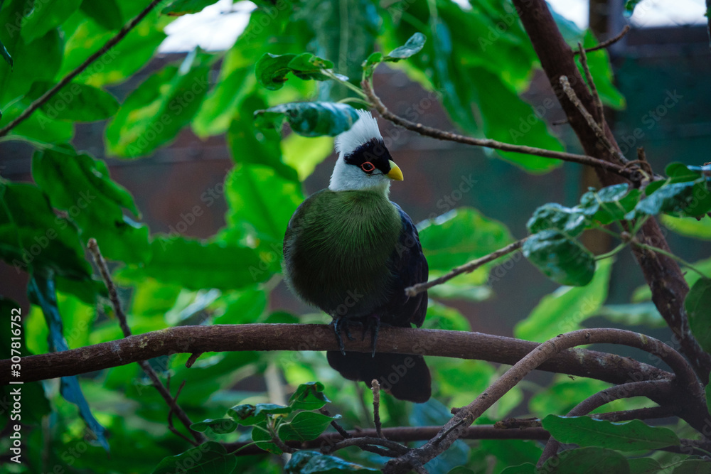 Beautiful tropical bird with a white head in the park Beautiful tropical bird with a white head in the park