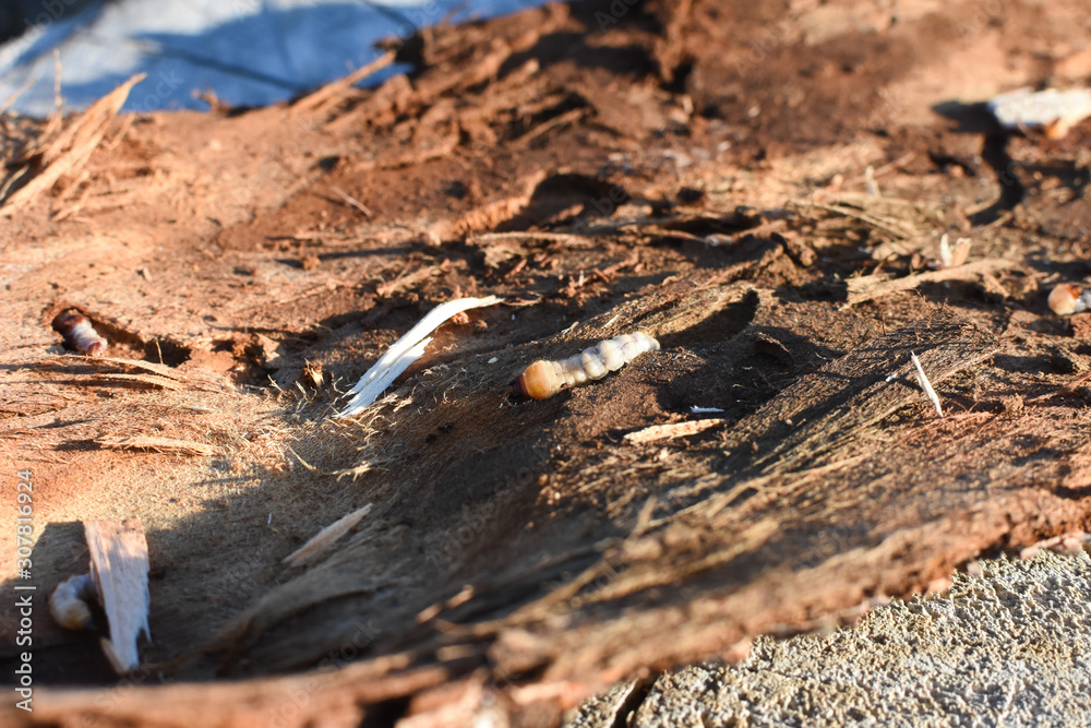 Wood worm make damage. Bark beetle larvae under the bark. Insect pest spoils material Wood worm make damage. Bark beetle larvae under the bark. Insect pest spoils material