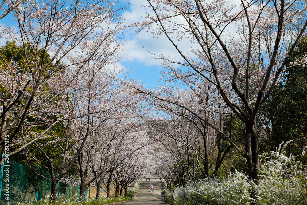 サクラ並木　満開の桜並木　満開の桜　サクラの花
