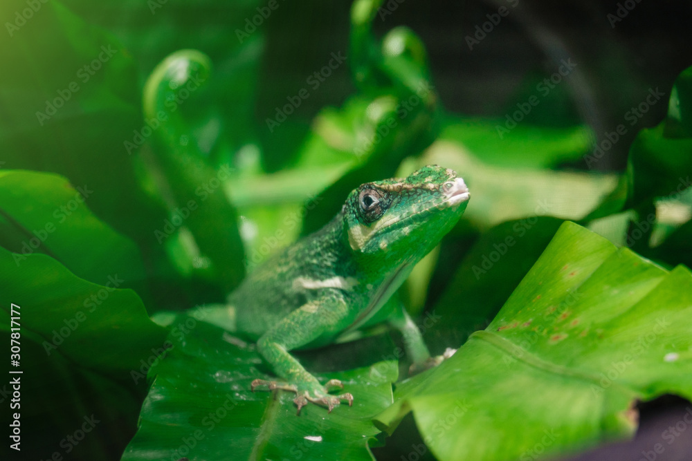 Fototapeta premium Little green chameleon on a palm leaf
