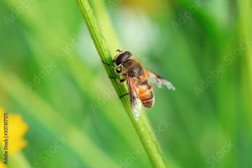 Syrphidae in the flowers