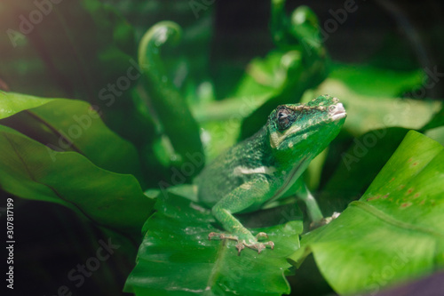 Little green chameleon on a palm leaf