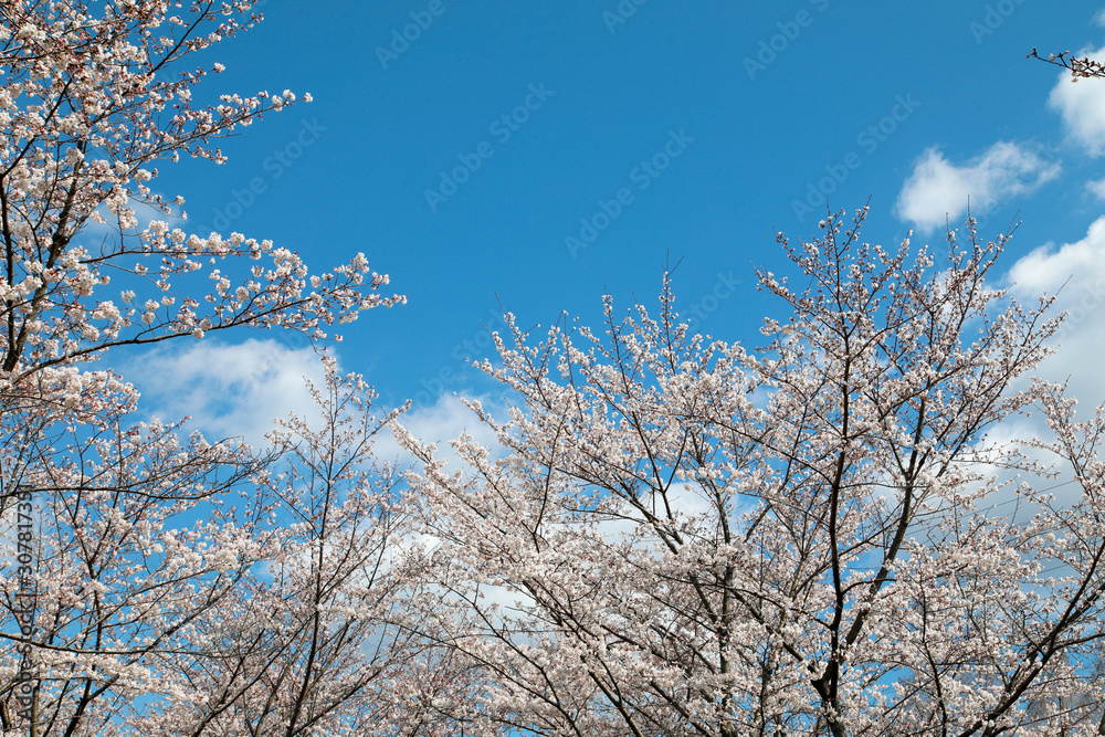 サクラ並木　満開の桜並木　満開の桜　サクラの花