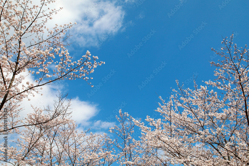 サクラ並木　満開の桜並木　満開の桜　サクラの花