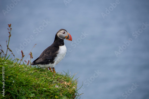 puffin looking the sea