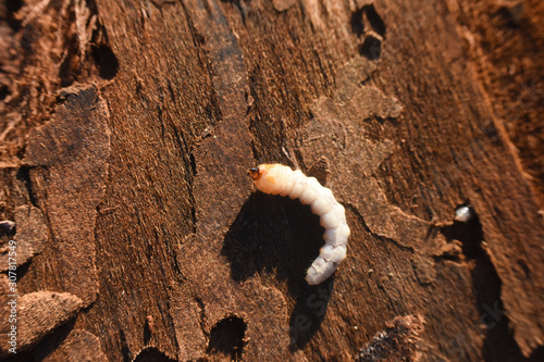 Wood worm make damage. Bark beetle larvae under the bark.  Insect pest spoils material photo