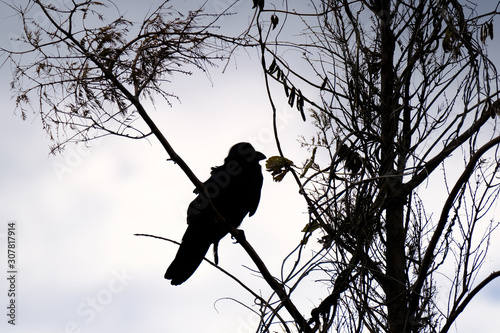 silhouette of crow