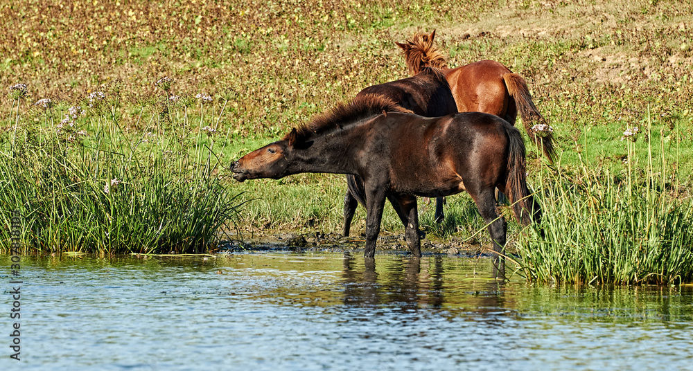Several horses graze by the river Several horses graze by the river