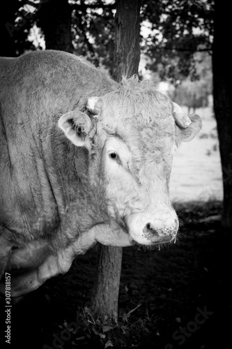 Huge pedigree limosine bull cow grazing in the sun on a summer meadow between the trees in monochrome